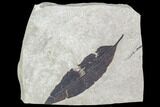 Fossil Leaf (Allophylus)- Green River Formation, Utah #110343-1